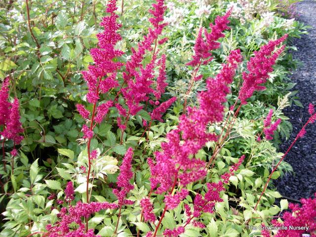 Photo of Astilbe 'Fanal' uploaded by vic