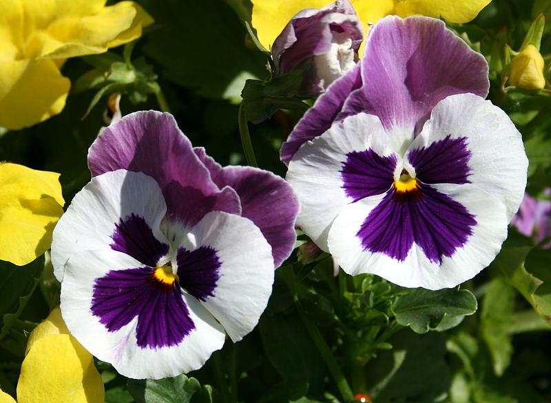 Photo of Violas (Viola) uploaded by Calif_Sue