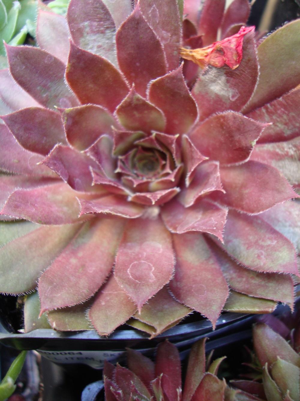 Photo of Hen and Chicks (Sempervivum 'Royal Ruby') uploaded by Paul2032