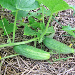 Location: My Veggie Patch
Date: August 22, 2013
In Garden: Right Size For Pickling