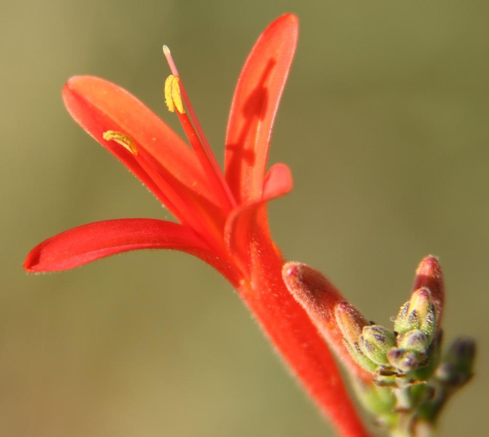 Photo of Flame Acanthus (Anisacanthus quadrifidus) uploaded by dave
