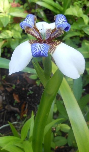 Photo of Walking Iris (Trimezia gracilis) uploaded by greene