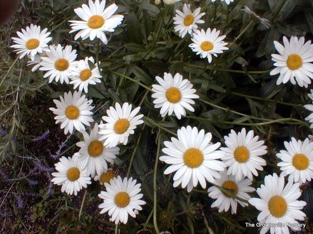 Photo of Arctic Daisy (Chrysanthemum arcticum) uploaded by vic
