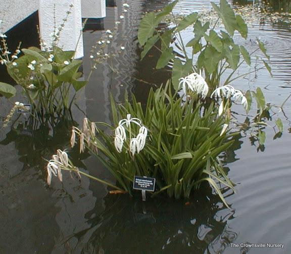 Photo of Crinum Lily (Crinum americanum) uploaded by vic