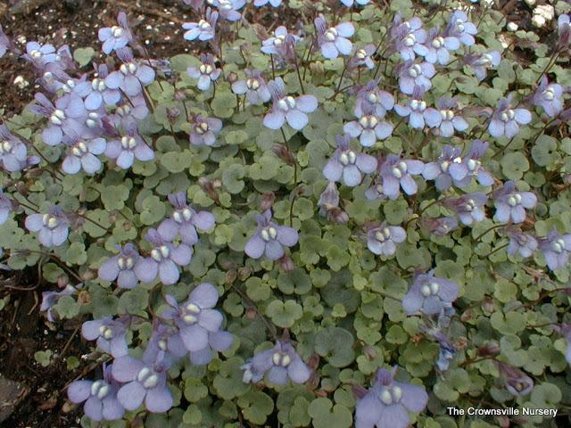 Photo of Kenilworth Ivy (Cymbalaria muralis) uploaded by vic