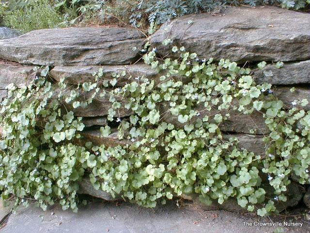 Photo of Kenilworth Ivy (Cymbalaria muralis) uploaded by vic