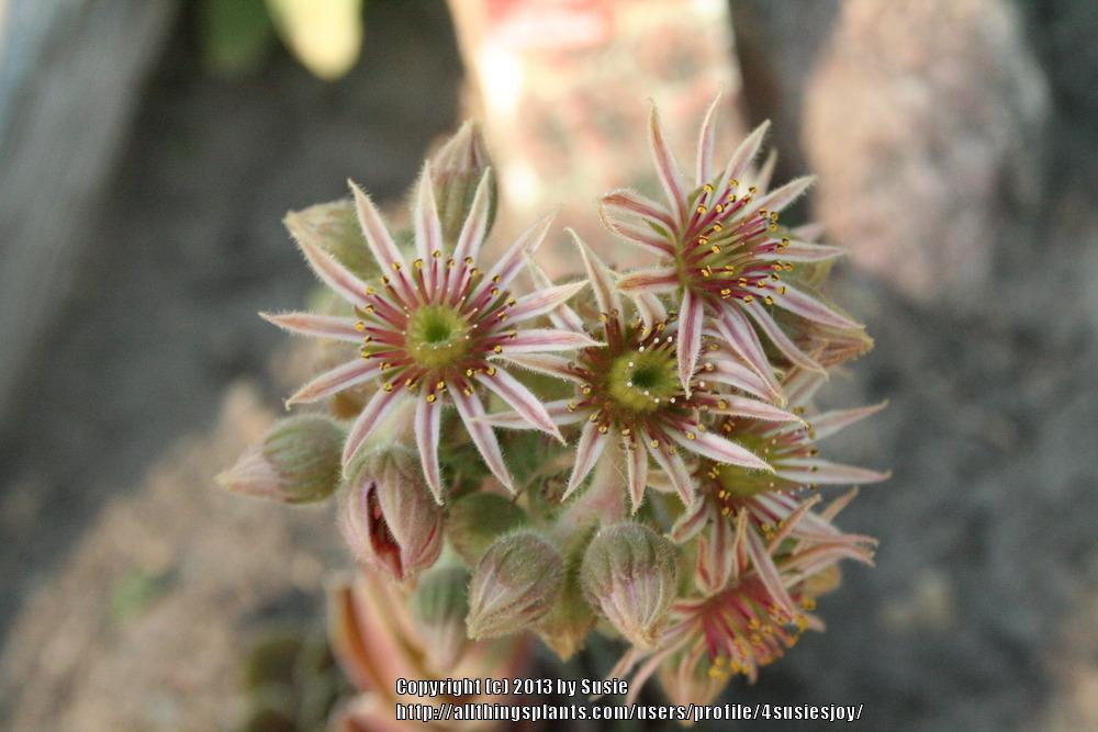 Photo of Hen and Chicks (Sempervivum 'Ruby Heart') uploaded by 4susiesjoy