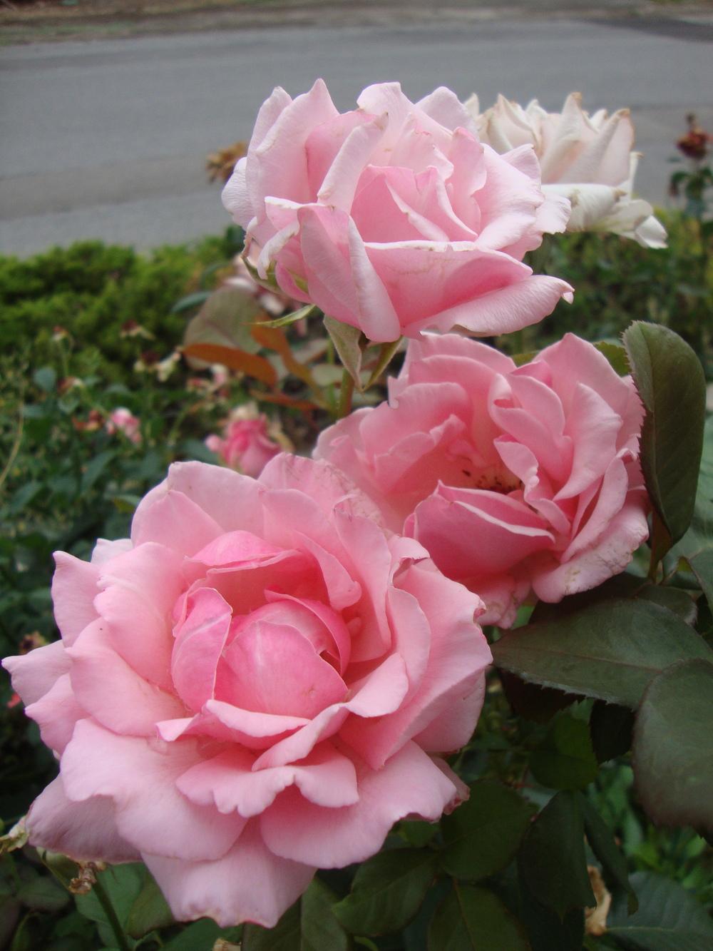 Photo of Rose (Rosa 'Billy Graham') uploaded by Paul2032