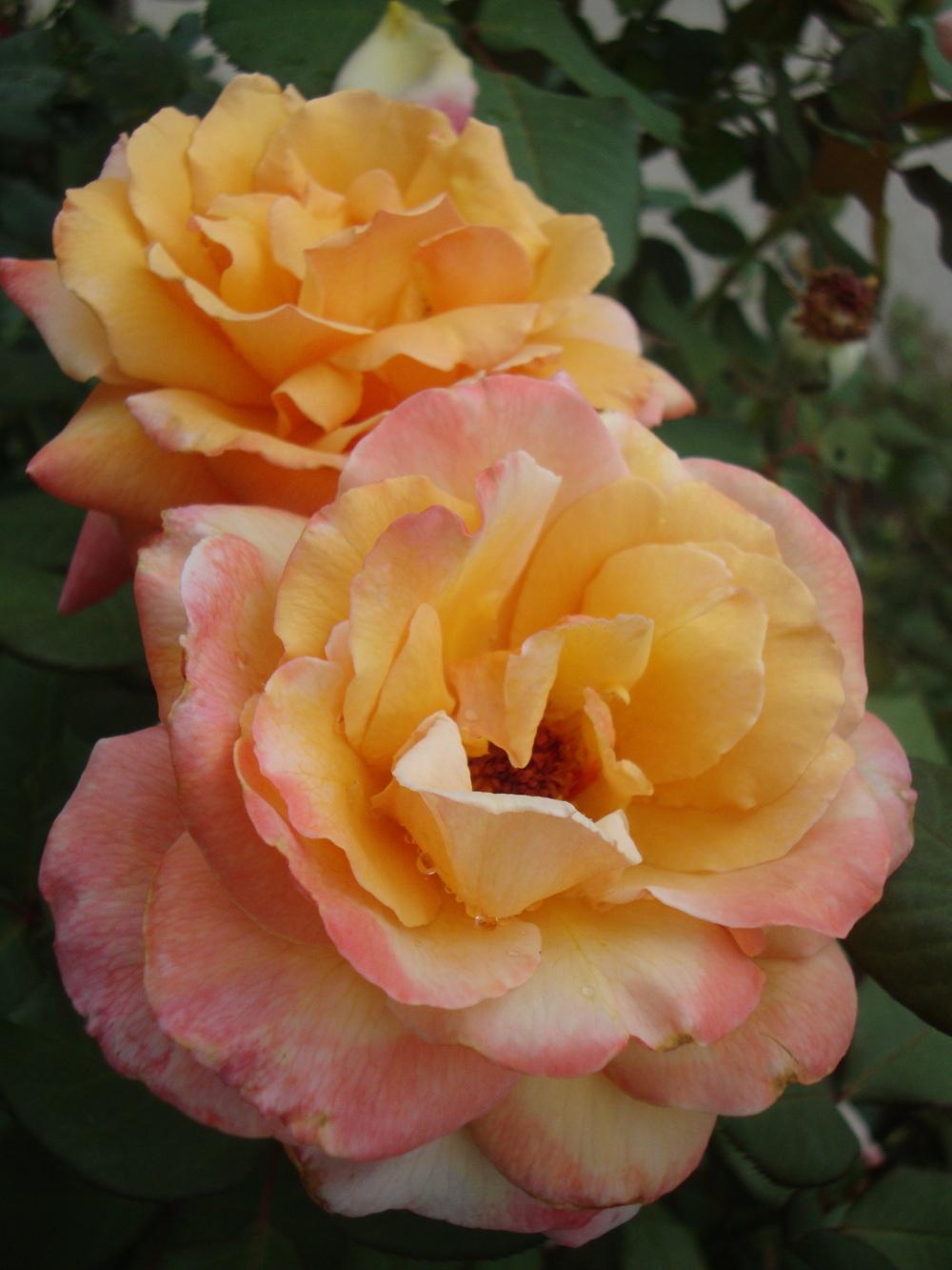 Photo of Rose (Rosa 'Tahitian Sunset') uploaded by Paul2032