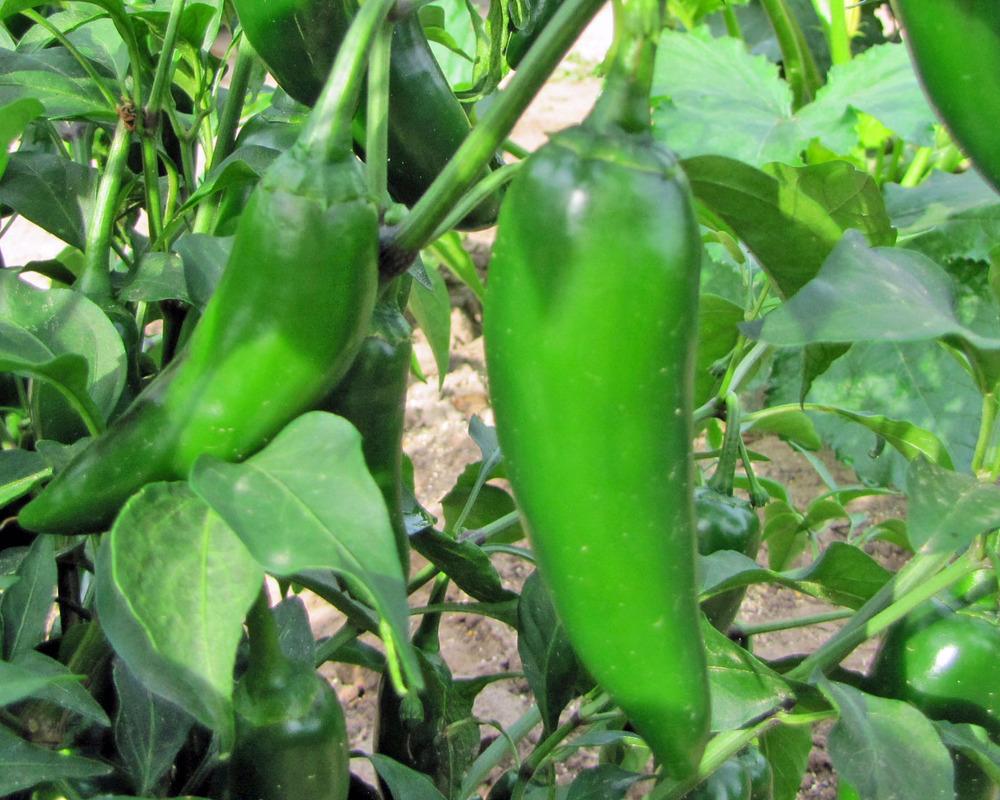 Photo of Jalapeno Pepper (Capsicum annuum 'Jalapeno') uploaded by TBGDN