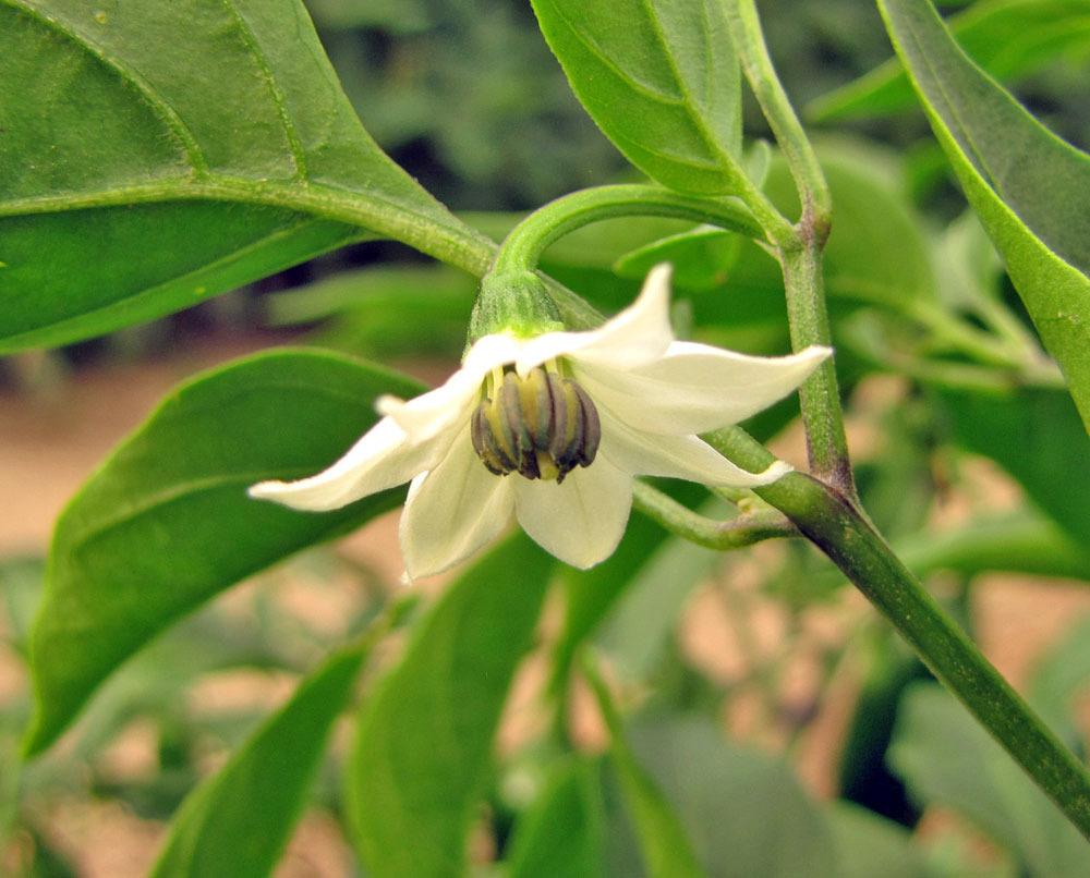 Photo of Jalapeno Pepper (Capsicum annuum 'Jalapeno') uploaded by TBGDN