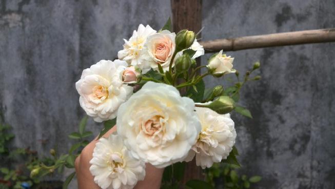 Photo of Hybrid Musk Rose (Rosa 'Prosperity') uploaded by farmwind