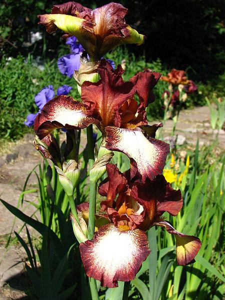 Photo of Tall Bearded Iris (Iris 'Rimfire') uploaded by robertduval14