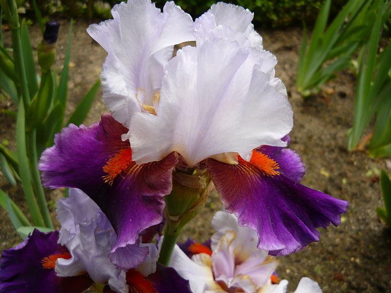 Photo of Tall Bearded Iris (Iris 'Sharpshooter') uploaded by robertduval14
