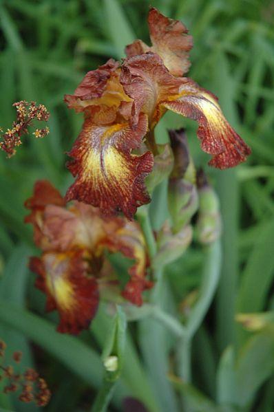 Photo of Tall Bearded Iris (Iris 'Paprika Fono's') uploaded by robertduval14