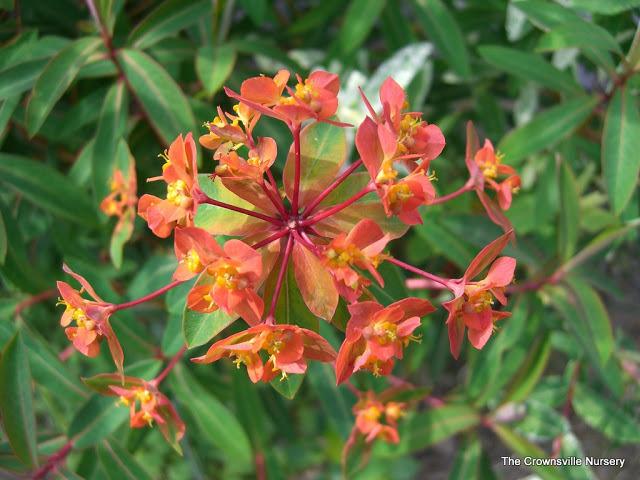 Photo of Euphorbia (Euphorbia griffithii 'Fireglow') uploaded by vic