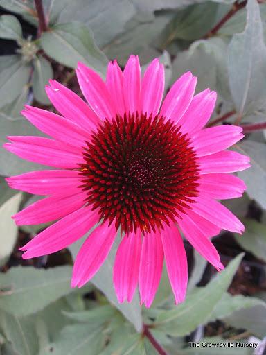 Photo of Coneflower (Echinacea Big Sky™ After Midnight) uploaded by vic