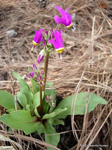 Photo of Alpine Shootingstar (Dodecatheon alpinum) uploaded by vic