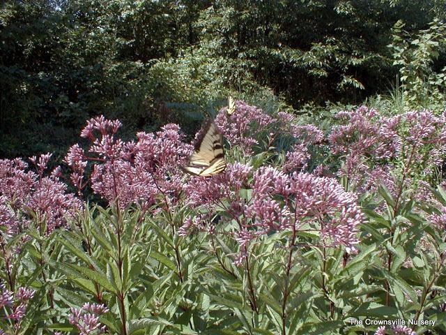 Photo of Joe Pye Weed (Eutrochium maculatum 'Gateway') uploaded by vic