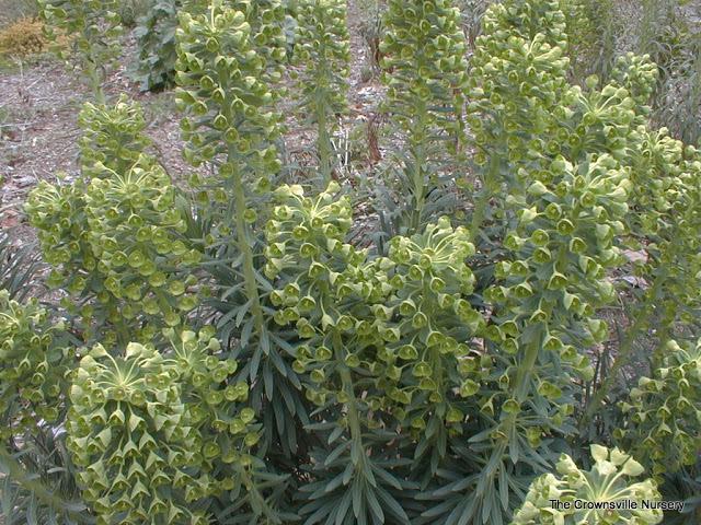 Photo of Euphorbia (Euphorbia characias subsp. wulfenii) uploaded by vic