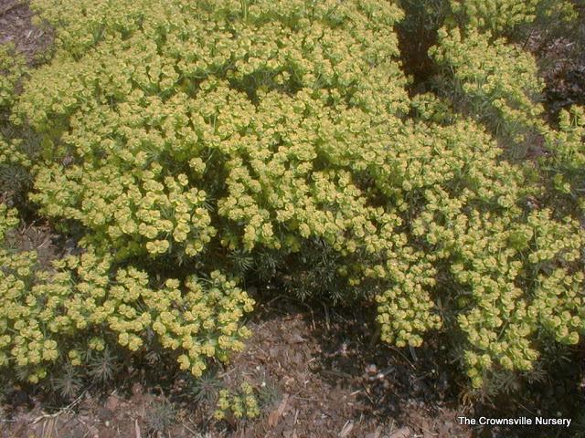 Photo of Cypress Spurge (Euphorbia cyparissias 'Fen's Ruby') uploaded by vic
