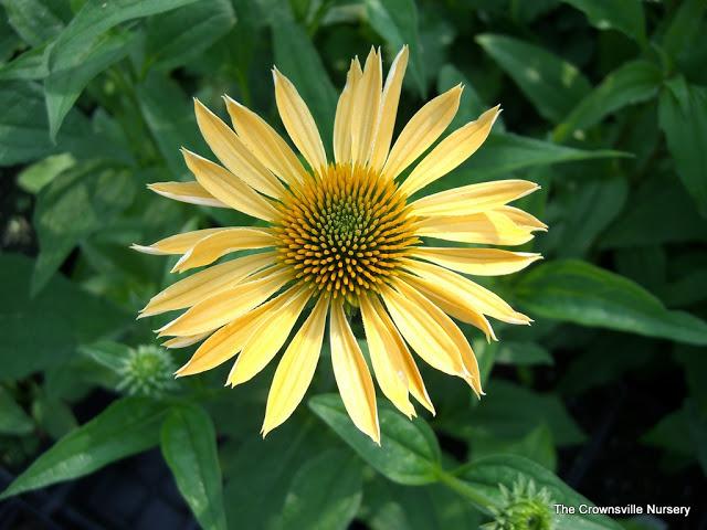 Photo of Coneflower (Echinacea Big Sky™ Harvest Moon) uploaded by vic