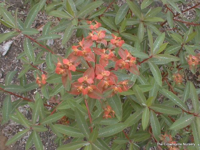 Photo of Euphorbia (Euphorbia griffithii 'Fireglow') uploaded by vic
