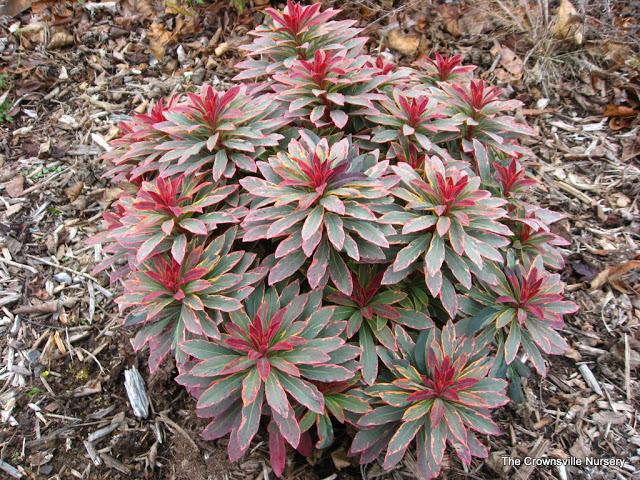Photo of Euphorbia (Euphorbia pinkavana) uploaded by vic