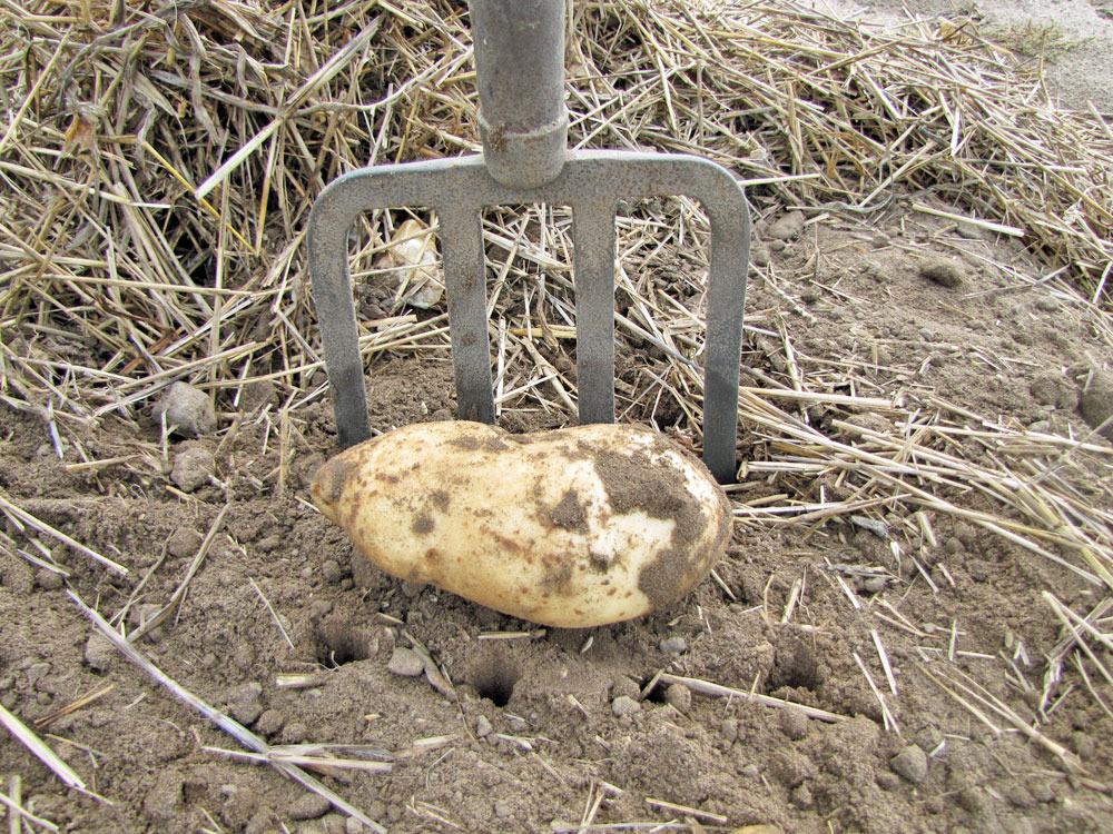 Photo of Potato (Solanum tuberosum 'Kennebec') uploaded by TBGDN