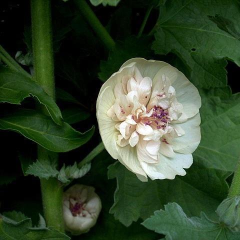 Photo of Althaea 'Parkalee' uploaded by Thalictrum