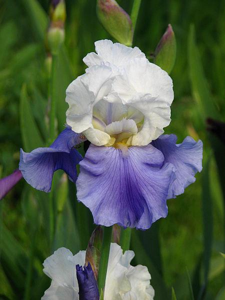 Photo of Tall Bearded Iris (Iris 'Stairway to Heaven') uploaded by robertduval14