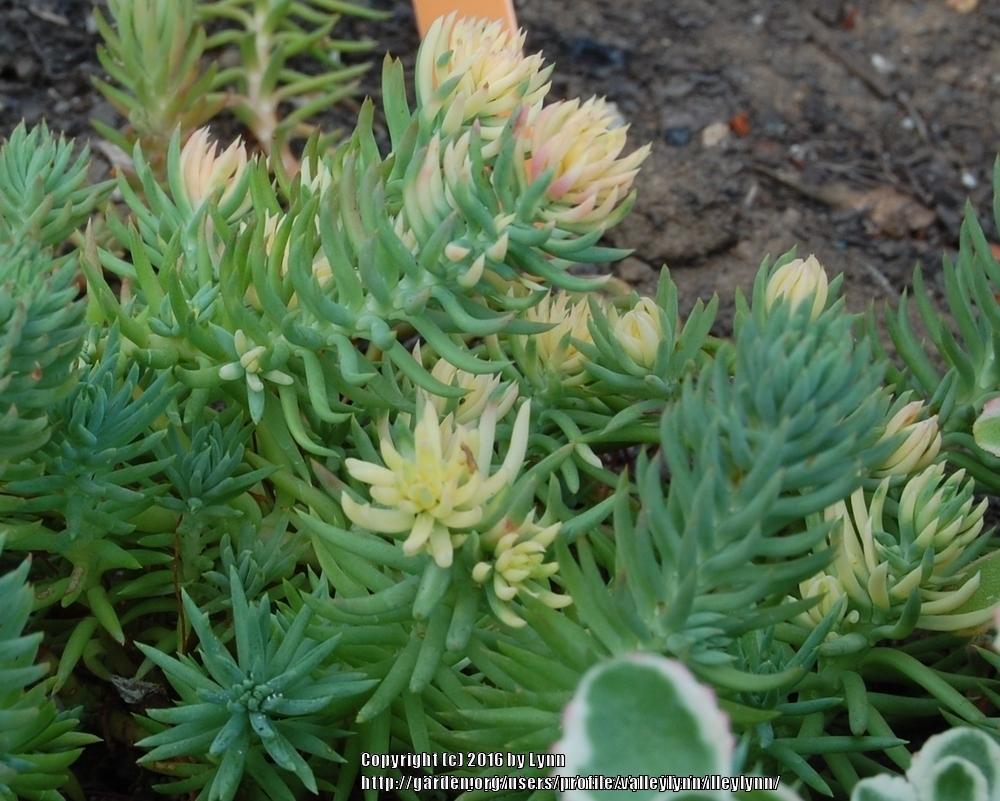 Photo of Stonecrop (Petrosedum rupestre subsp. rupestre 'Sandy's Silver Crest') uploaded by valleylynn
