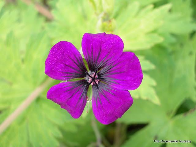 Photo of Hardy Cranesbill (Geranium 'Anne Thomson') uploaded by vic