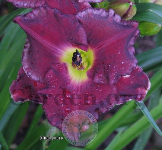 Photo of Daylily (Hemerocallis 'Touch of Faust') uploaded by Char