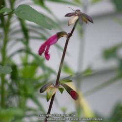 Location: My garden in Kentucky
Date: 2013-07-03
Hummingbirds love these gorgeous flowers!