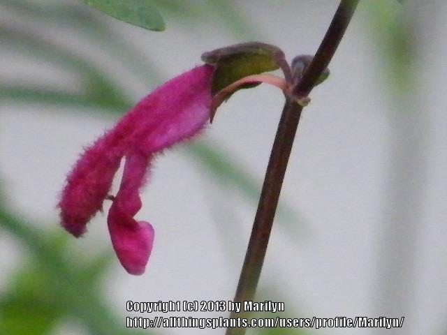 Photo of Buchanan's Sage (Salvia buchananii) uploaded by Marilyn