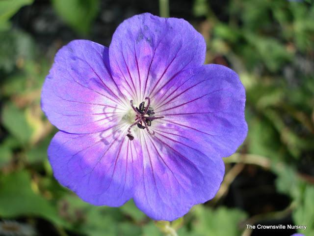 Photo of Geranium Rozanne® uploaded by vic