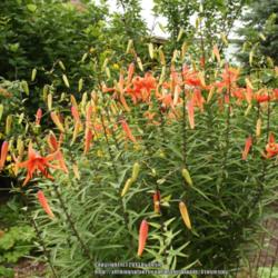 Location: My Garden
Date: 2013-08-09
Seeds grow up the stems of this lily and tend to get spread other