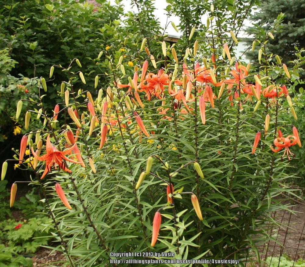 Photo of Tiger Lily (Lilium lancifolium) uploaded by 4susiesjoy