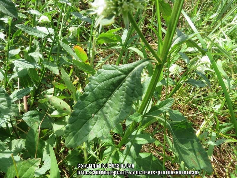 Photo of Clustered Bush Mint (Hyptis alata) uploaded by Horntoad