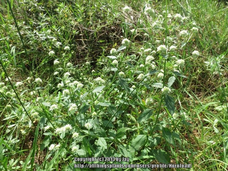 Photo of Clustered Bush Mint (Hyptis alata) uploaded by Horntoad