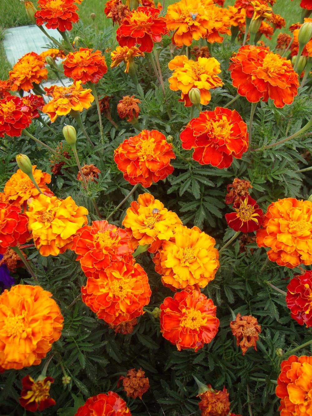 Photo of African Marigold (Tagetes erecta) uploaded by Paul2032
