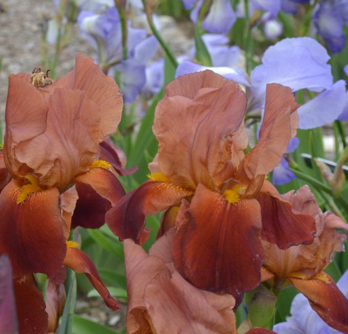 Photo of Tall Bearded Iris (Iris 'Prairie Flame') uploaded by brettbarney73