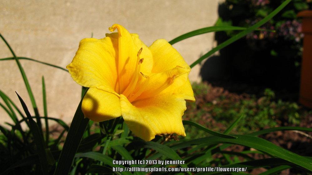 Photo of Daylily (Hemerocallis 'Stella de Oro') uploaded by flowersrjen
