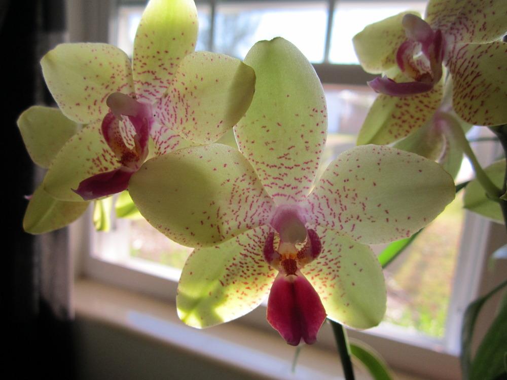 Photo of Orchid (Phalaenopsis Sogo David) uploaded by terrafirma