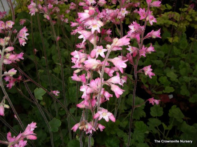 Photo of Coral Bells (Heuchera 'Chiqui') uploaded by vic