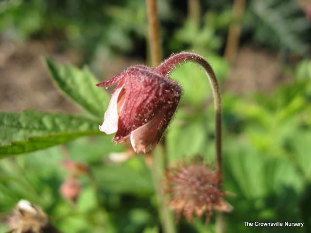 Photo of Bog Avens (Geum rivale) uploaded by vic