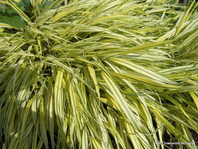 Photo of Japanese Forest Grass (Hakonechloa macra 'Aureola') uploaded by vic