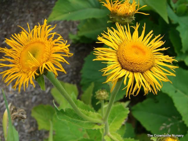 Photo of Giant Fleabane (Inula magnifica) uploaded by vic