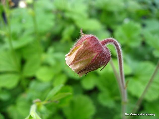 Photo of Bog Avens (Geum rivale) uploaded by vic
